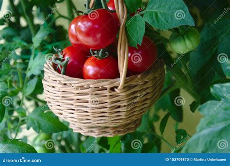 Ripe Tomatoes in a Basket on a Tomato Plant Stock Photo - Image of ...