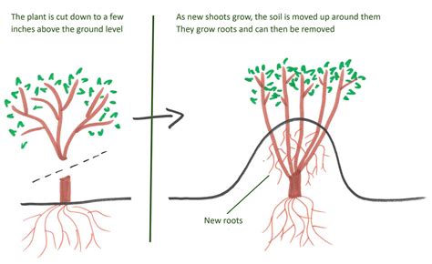 Part 5: Propagation by grafting and layering | OLCreate