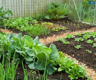 What is the best organic mulch for a vegetable garden? | Homes and Gardens