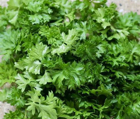 How to Freeze Herbs in Ice Cube Trays - Morgan's Farmhouse