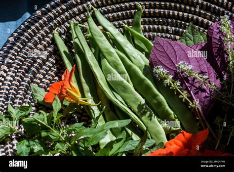 Harvested vegetables, herbs and edible flowers in basket Stock Photo ...