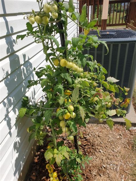 Lessons from the Garden: No Accident