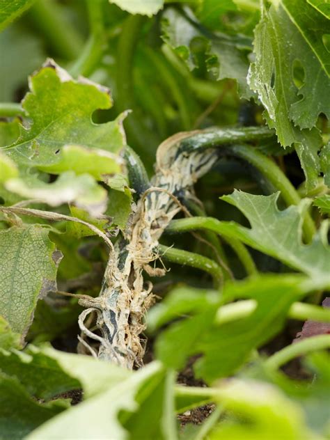 Damage By Squash Vine Borer at Jeramy Phillip blog