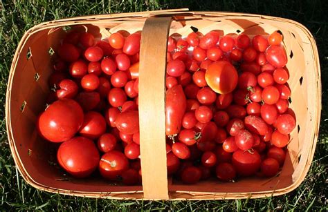 Poppular Photography: Tomato Harvest
