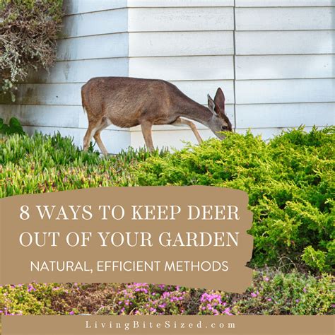 What natural methods effectively deter deer from my homestead vegetable garden?