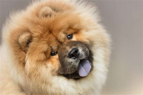 Medium Fluffy Dog Breeds