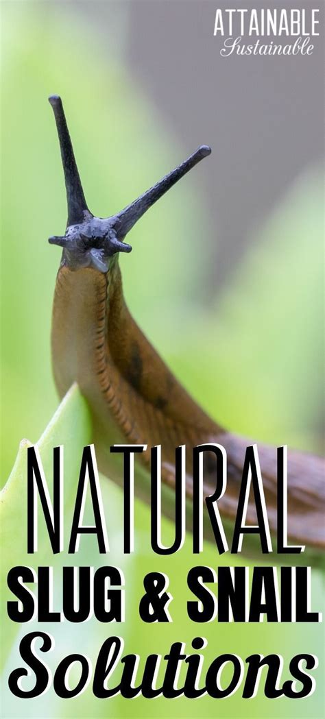 Effective, natural pest control for slugs ruining my organic vegetable garden?