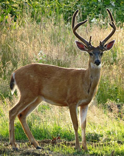 Discover the Graceful Beauty of Deer