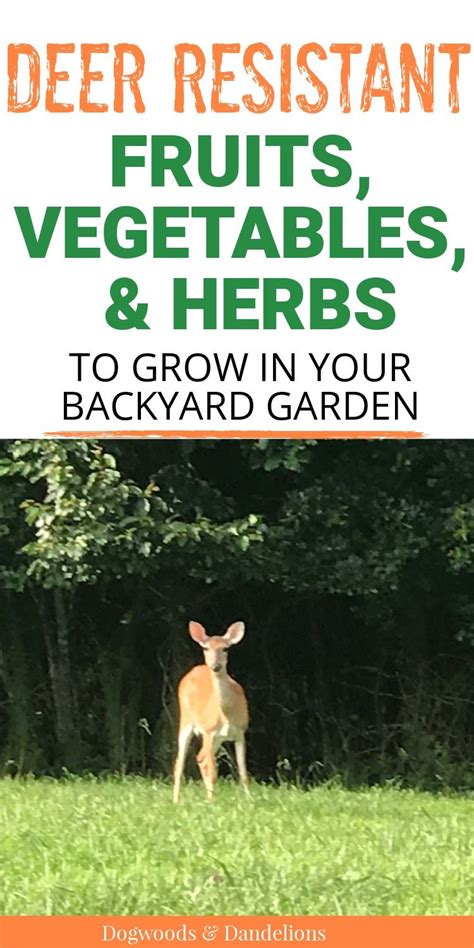 How to organically deter deer from a small vegetable garden without fencing?