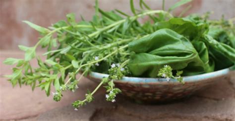 How to Preserve Fresh Herbs in Olive Oil – Ever Growing Farm