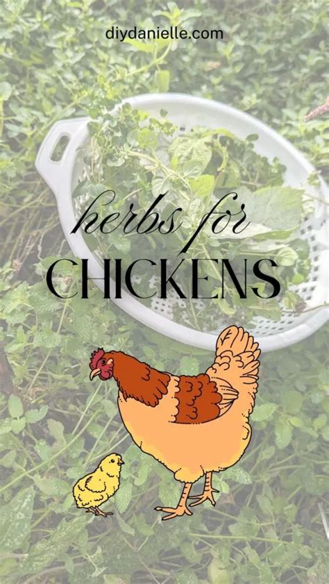 Herbs for Chickens: Food to Grow for Your Flock - DIY Danielle®