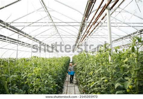 Inspecting Tomato Plant: Over 923 Royalty-Free Licensable Stock Photos ...