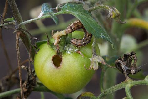 The 15 Most Common Tomato Pests - Minneopa Orchards