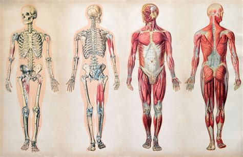 Human Body Systems Diagram