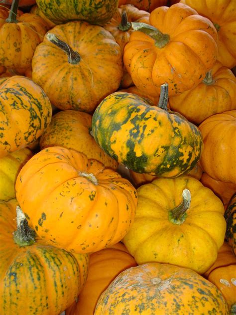 Pumpkins Pumpkins Pumpkins