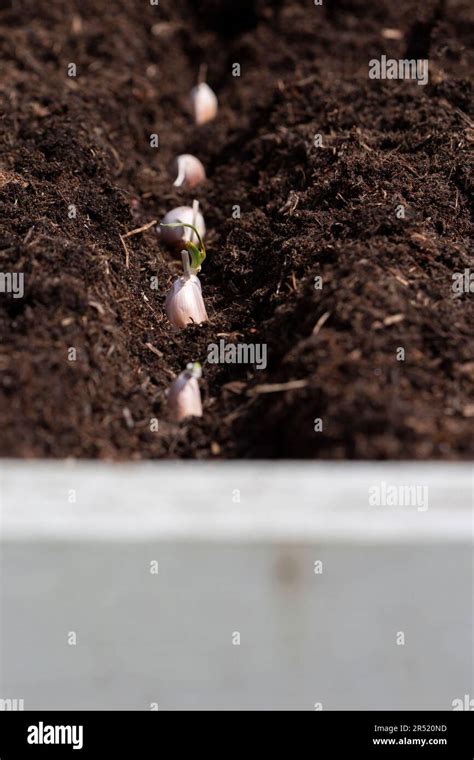 Planting garlic cloves in a wooden planter in a garden. Grow your own ...