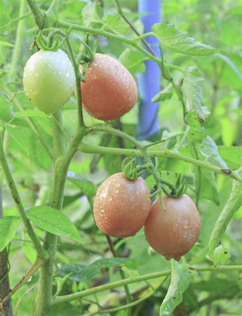 Fresh tomatoes stock photo. Image of vegetable, bush - 34652892