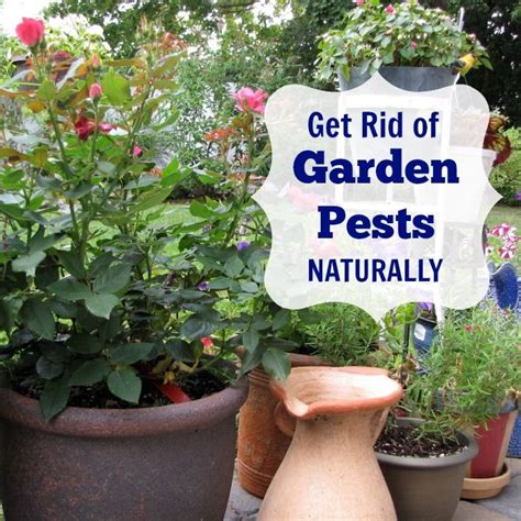 What’s the most effective DIY method to deter garden pests naturally?