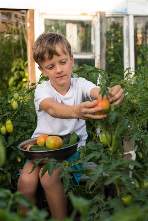 Children Gather Vegetables Harvest Stock Image - Image of childhood ...
