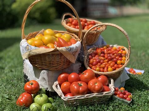 Tomato Baskets Ready for Market Stock Photo - Image of tomatoes, tomato ...