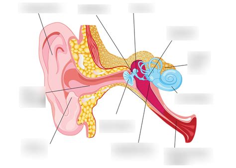 Parts of the Ear Diagram | Quizlet
