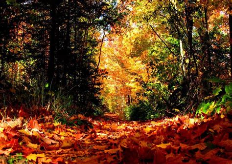 Download Seasonal Fall Nature Wallpaper | Wallpapers.com