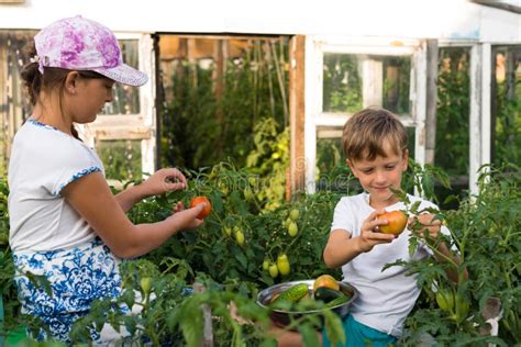 Children Gather Vegetables Harvest Stock Image - Image of people ...