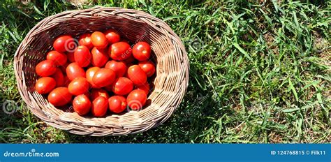 Basket Full of Fresh, Red Tomatoes on Green Grass. Fruits and ...
