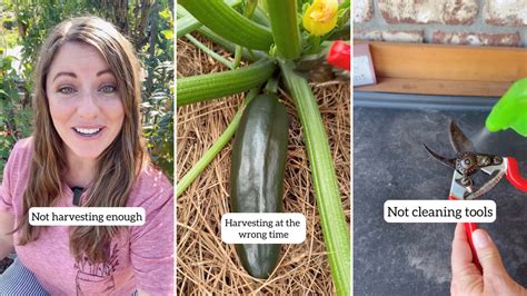 Gardener shares common mistakes you might be making this harvest season ...