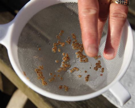 How to save tomato seeds for planting: 3 simple steps | Gardeningetc