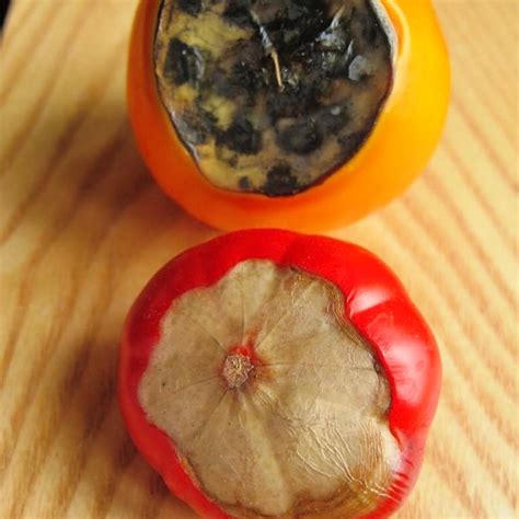 Blossom End Rot in Tomatoes: Prevention and Cures