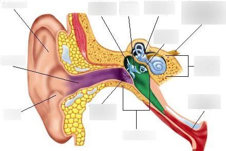 Ear Diagram | Quizlet