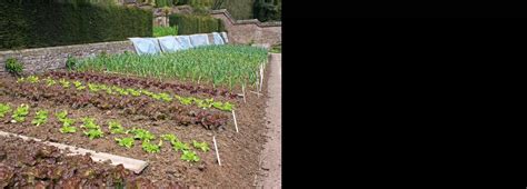 Benefits of Raised-Bed Gardening | Gateway Region YMCA