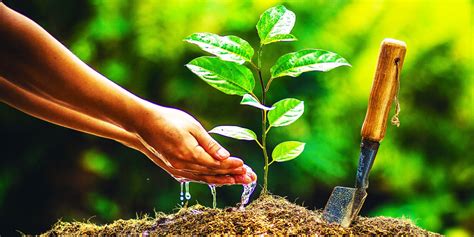 How to Plant a Tree: When to Plant a Tree and What to Consider for ...