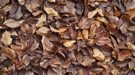 Premium Photo | A close up of a pile of dead leaves