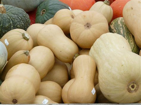 Growing Winter Squash in a Home Garden | University of Maryland Extension