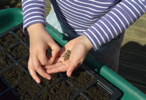 Kids Planting Seeds