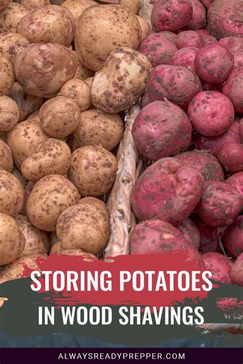 Storing Potatoes in Wood Shavings - Always Ready Prepper