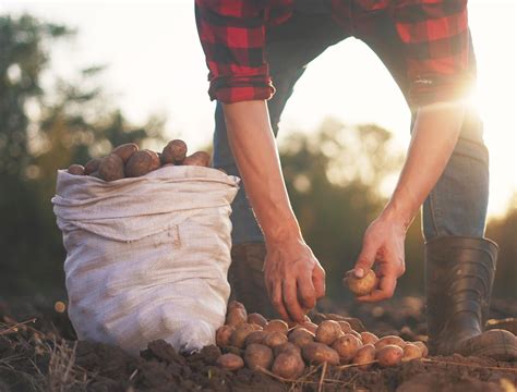 How to Store Root Vegetables