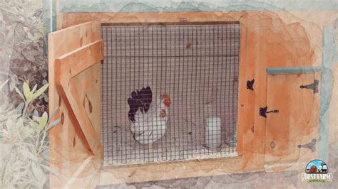Best Chicken Coop Deep Litter Method: How to Build One?