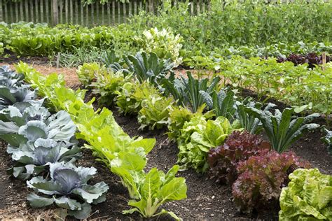 Simple tricks to How to plant vegetables successfully! - Natural Garden ...