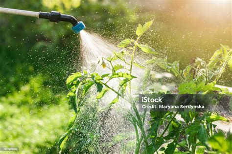 Spraying Tomato Plants With Blossom Flowers Against Fungal Infections ...