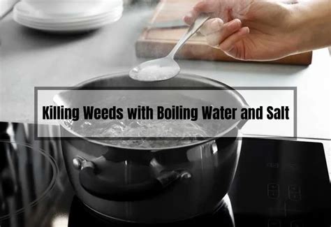 You Won't Believe How Boiling Water and Salt Can Crush Weeds! (Step-by ...