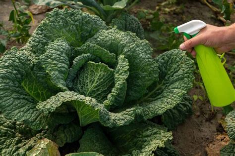 How to Make and Use Compost Tea Fertilizer | Gardener's Path