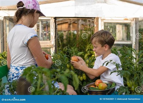 Children Gather Vegetables Harvest. a Boy and a Girl are Working Stock ...