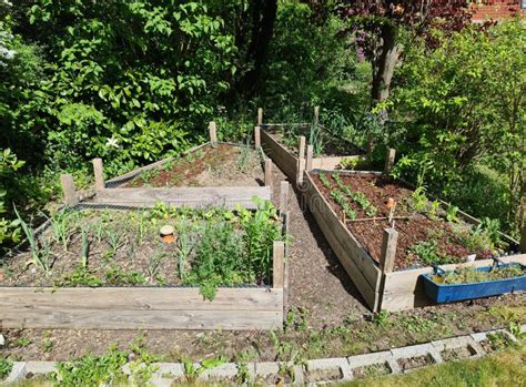 Raised Bed Vegetable Garden Growing in Spring Stock Photo - Image of ...