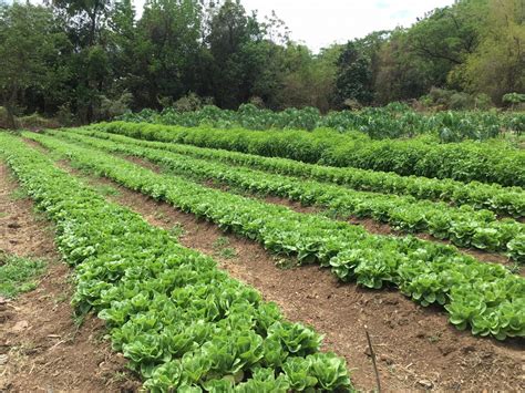 Successful 4-Hectare Organic Vegetable Farm Started from a 500 Meter ...