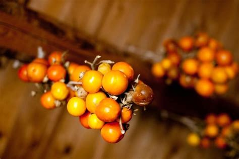 Freezing Tomatoes Whole The Simple Way (No Blanching) • Blast Kitchen