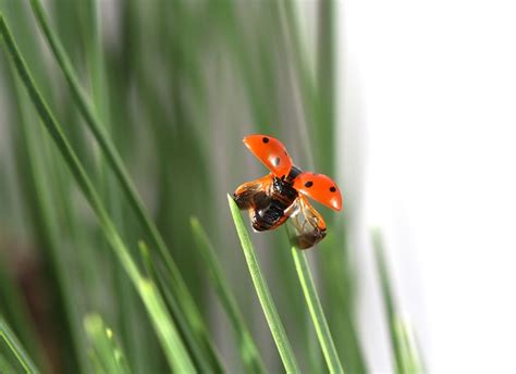Premium Photo | Ladybug on leaf.