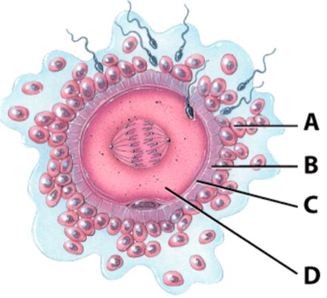 Biology Chapter 19 Test Study Questions #1-25 Flashcards | Quizlet